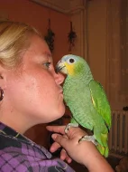 Prodám - ochočený Amazoňan oranžovokřídlí