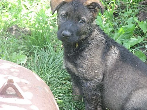 Německý ovčák-štěně