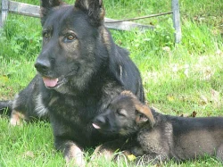 Německý ovčák-štěně