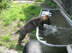 Německý ovčák-štěně