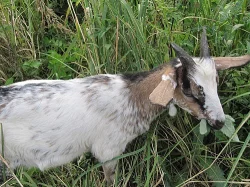 Prodám 2 tříměsíční kozlíky 