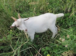 Prodám 2 tříměsíční kozlíky 