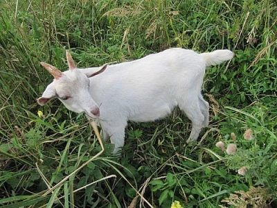 Prodám 2 tříměsíční kozlíky 