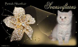 Tvorba www a Originální grafika