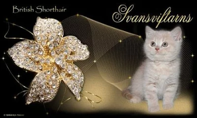 Tvorba www a Originální grafika