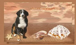 Tvorba www a Originální grafika