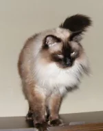 Daruji kocoura Ragdolla s PP symbol.cena+vybavení 