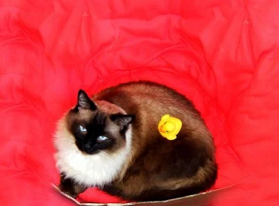 Daruji kocoura Ragdolla s PP symbol.cena+vybavení 