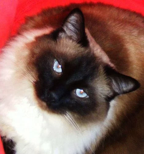 Daruji kocoura Ragdolla s PP symbol.cena+vybavení 