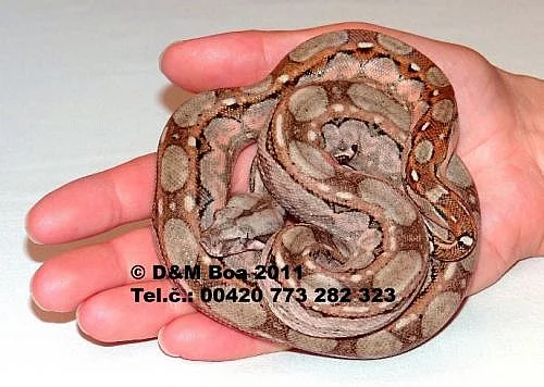 Boa constrictor imperator Cancun 