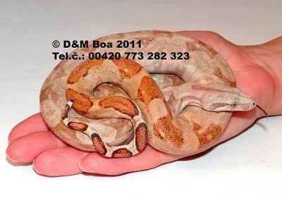 Boa constrictor imperator Hog Island