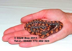 Epicrates cenchria cenchria