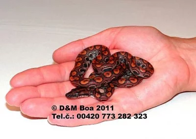 Epicrates cenchria cenchria