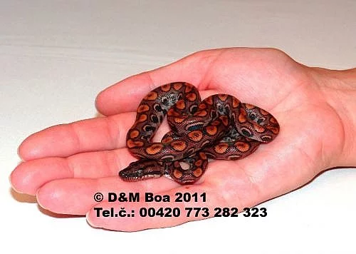 Epicrates cenchria cenchria