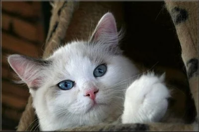 koťátka Ragdoll s PP