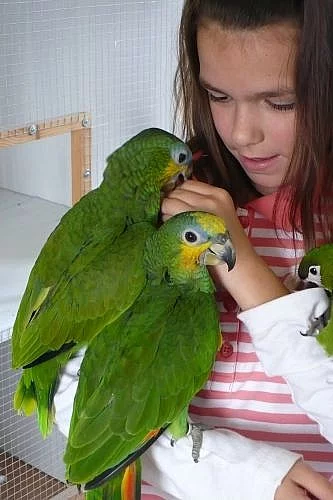 Ručně dokrmení papoušci