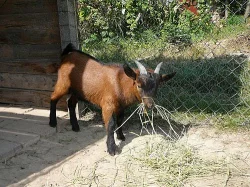 Holandský zakrslý kozlík