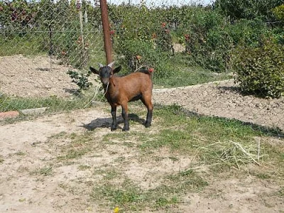 Holandský zakrslý kozlík