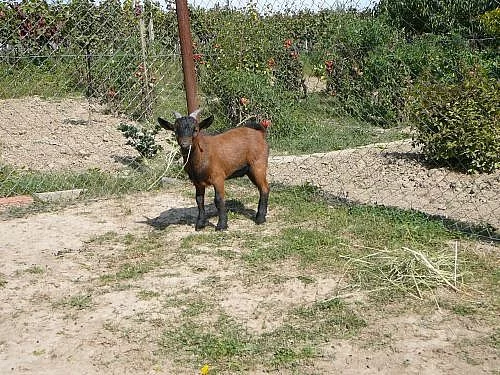 Holandský zakrslý kozlík