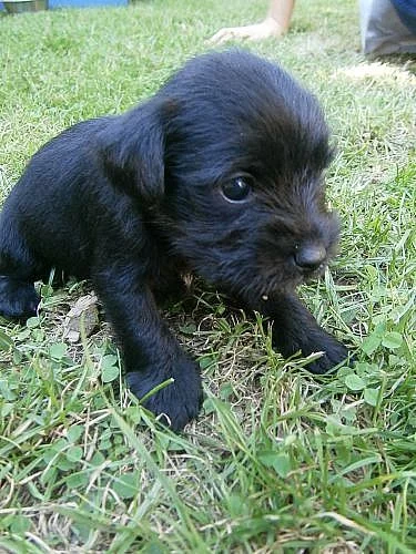 Štěňátka knírače