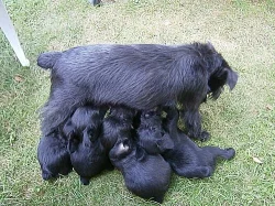 Štěňátka knírače