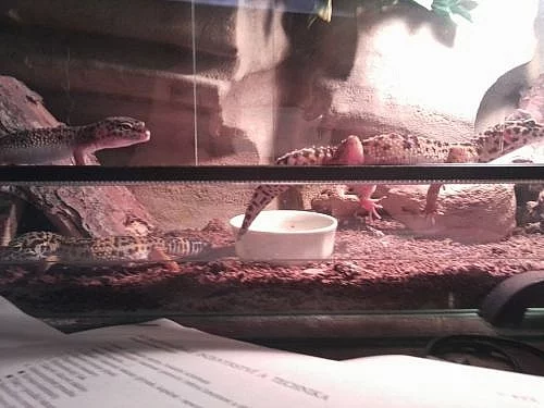 Chovná skupina gekončíků nočních