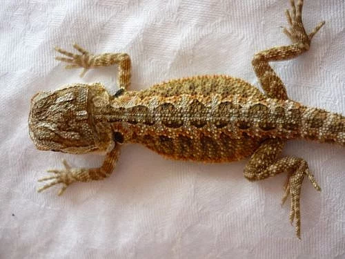 Prodám mláďata agamy bradaté (pogona vitticeps)