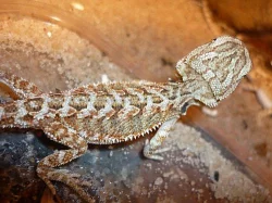 Prodám mláďata agamy bradaté (pogona vitticeps)
