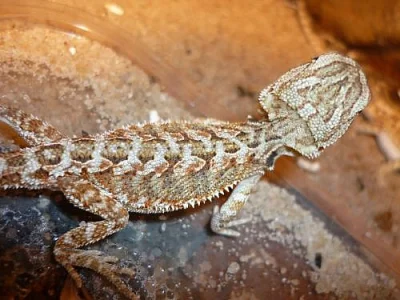Prodám mláďata agamy bradaté (pogona vitticeps)