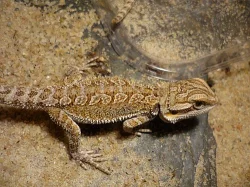 Prodám mláďata agamy bradaté (pogona vitticeps)