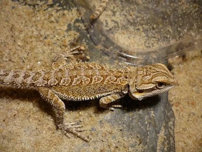 Prodám mláďata agamy bradaté (pogona vitticeps)