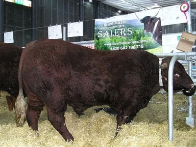 Prodám plem. býka Salers