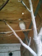 Prodám bažanty Diamantové