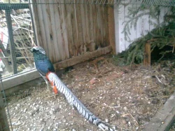 Prodám bažanty Diamantové