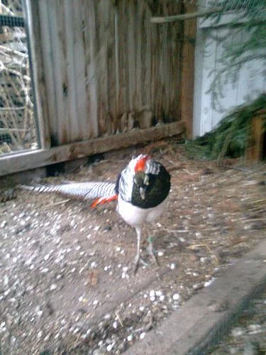 Prodám bažanty Diamantové