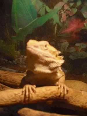 Želvy Stepní, Agama Vousatá