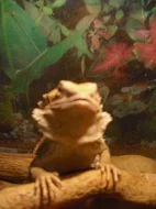 Želvy Stepní, Agama Vousatá