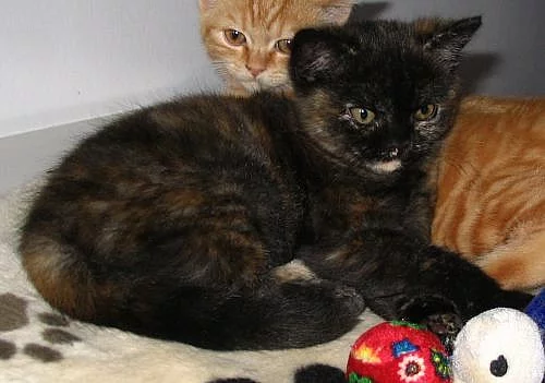 Britská kočička s PP