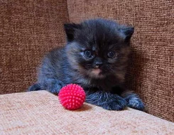 Britská kočička s PP