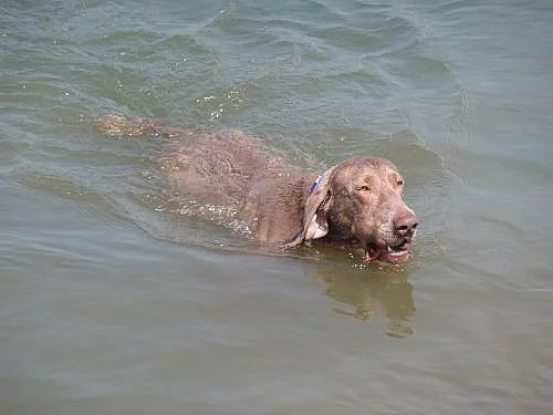 Daruji výmarského ohaře - pouze do dobrých rukou!