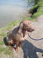 Daruji výmarského ohaře - pouze do dobrých rukou!