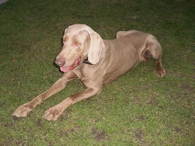 Daruji výmarského ohaře - pouze do dobrých rukou! 