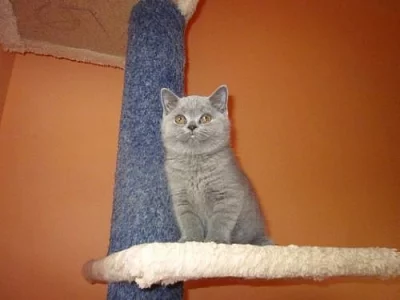 Krásný britský modrý kocourek 