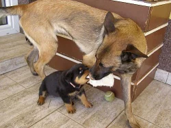 rottweiler fenka s PP