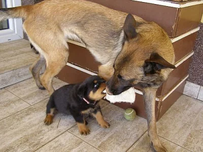 rottweiler fenka s PP