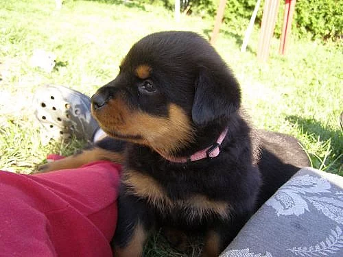 rottweiler fenka s PP