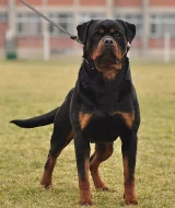 rottweiler fenka s PP