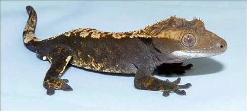 1,0 R.ciliatus-Dark harlequin, CGD a vitamíny