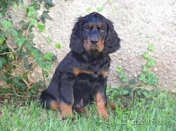 Gordonsetr štěňata s PP