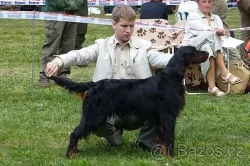 Gordonsetr štěňata s PP